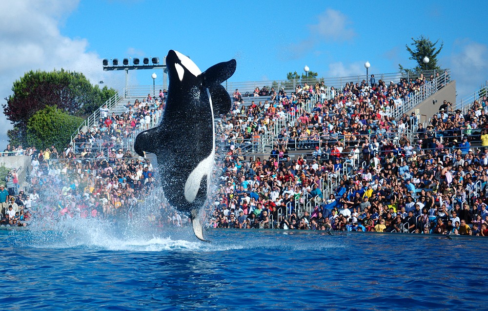 Shamu putting on a show at Seaworld, one of Orlando's theme parks!