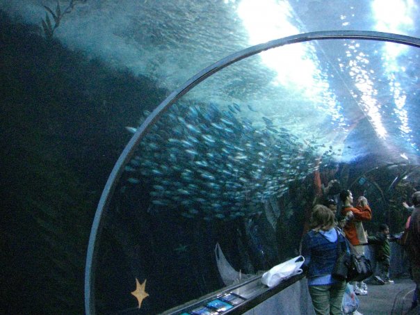 The San Francisco Aquarium makes for an excellent day out with your family ... photo by CC user Veronidae on wikimedia